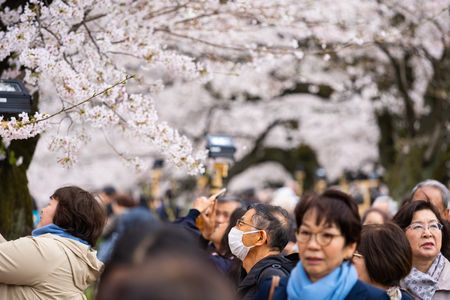 TOKYO, JAPAN - MARCH 29, 2019: Cherry blossom festival at Chidorigafuchi Park. Chidorigafuchi Park is one of the best place to enjoy itのeditorial素材