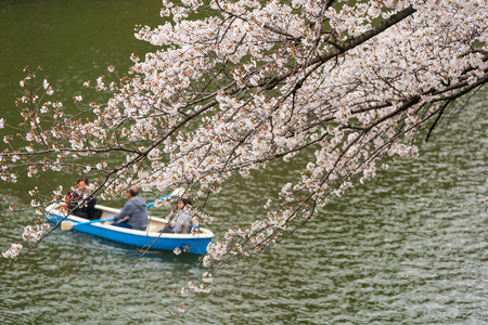 TOKYO, JAPAN - MARCH 29, 2019: Cherry blossom festival at Chidorigafuchi Park. Chidorigafuchi Park is one of the best place to enjoy itのeditorial素材