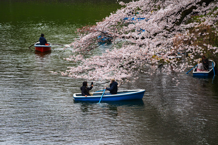 TOKYO, JAPAN - MARCH 29, 2019: Cherry blossom festival at Chidorigafuchi Park. Chidorigafuchi Park is one of the best place to enjoy itのeditorial素材