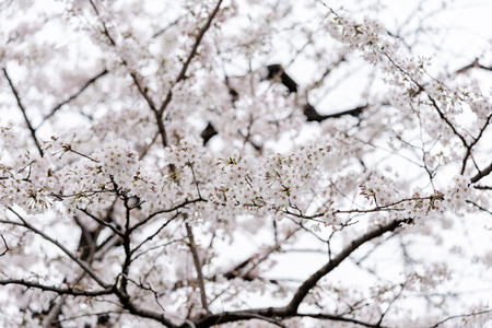 beautiful Sakura, Cherry Blossom flower in spring season