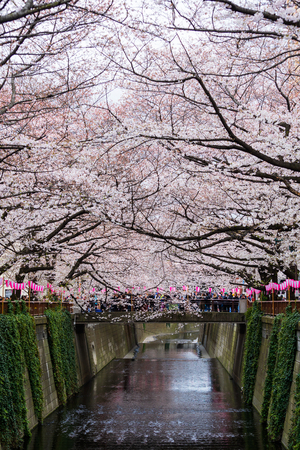 TOKYO, JAPAN - MARCH 29, 2019: Cherry blossom festival in full bloom at Meguro River . Meguro River is one of the best place to enjoy itのeditorial素材