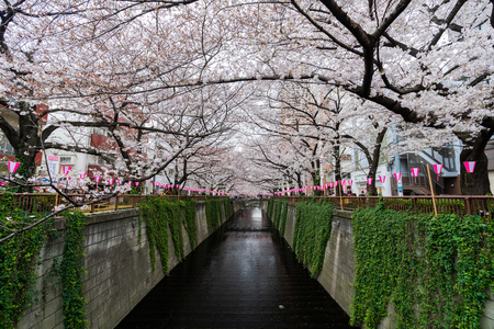 TOKYO, JAPAN - MARCH 29, 2019: Cherry blossom festival in full bloom at Meguro River . Meguro River is one of the best place to enjoy itのeditorial素材