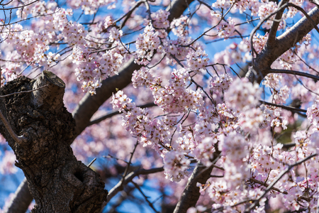 beautiful Sakura, Cherry Blossom flower in spring seasonの写真素材