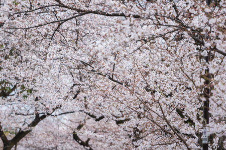beautiful Sakura, Cherry Blossom flower in spring seasonの写真素材