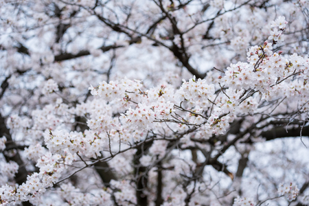 beautiful Sakura, Cherry Blossom flower in spring seasonの写真素材