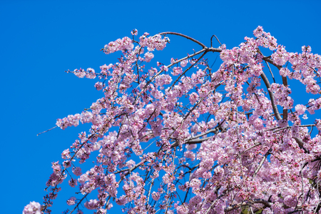beautiful Sakura, Cherry Blossom flower in spring seasonの写真素材