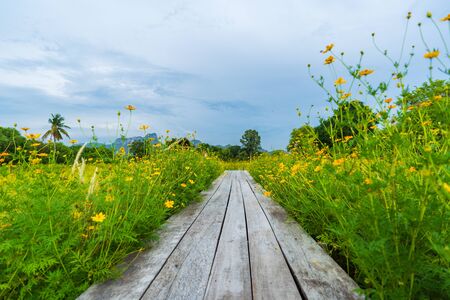 wooden bridge with beautiful yellow cosmos flower fieldの写真素材