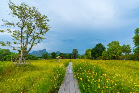 wooden bridge with beautiful yellow cosmos flower fieldの写真素材