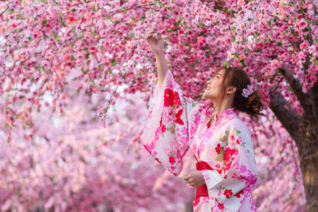 woman in yukata (kimono dress) looking sakura flower or cherry blossom blooming in the gardenの写真素材