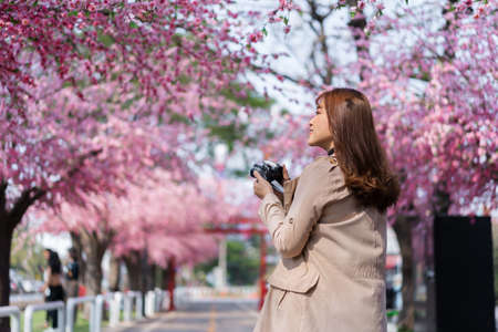young woman traveler looking cherry blossoms or sakura flower blooming and holding camera to take a...