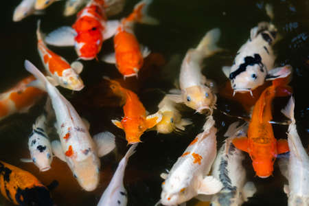 Koi fish or carp fish swimming  in the pondの写真素材