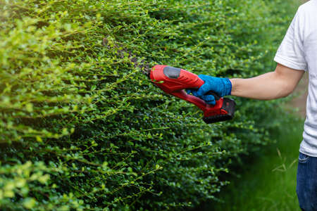 close up hand using cordless electric hedge cutting and trimming plant in garden at home