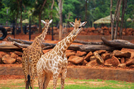 giraffe (giraffa camelopardalis) standing on the groundの写真素材