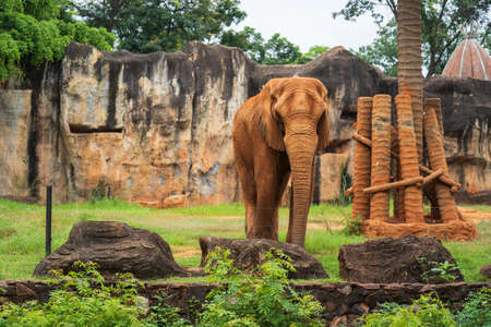 African Elephant (Loxodonta africana) walking on the groundの写真素材