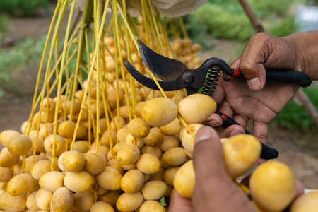 close up cutting fresh dates bunch hanging from a date palm treeの写真素材