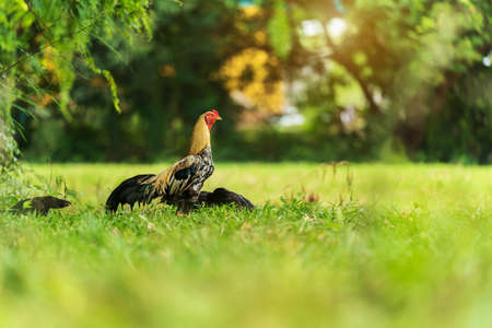 rooster cock in a grass fieldの写真素材