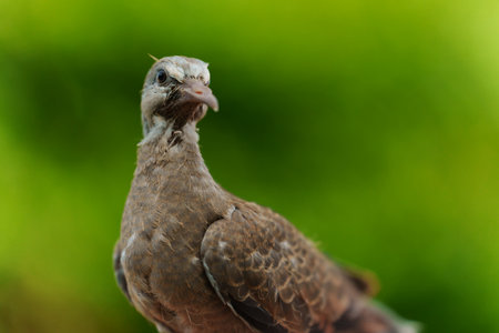 baby dove on a green nature backgroundの写真素材