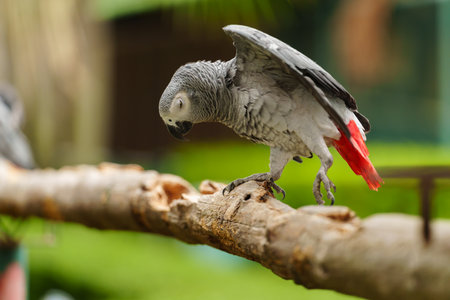 African grey parrot (Psittacus erithacus) on a wood tree branch. bird flaps its wingsの写真素材