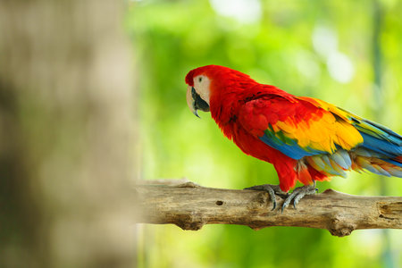 scarlet macaw (Ara macao), red parrot on a wood tree branch
