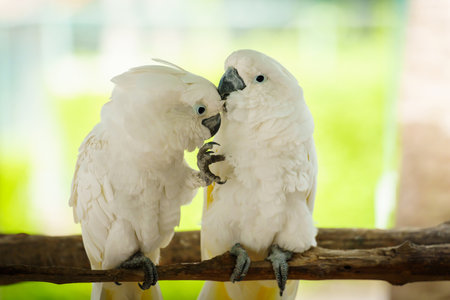 pair of romantic Tanimbar Corella (Cacatua goffiniana) also known as the Goffin's cockatoo kissingの写真素材