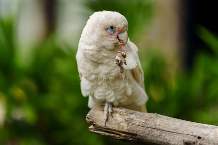 Tanimbar Corella (Cacatua goffiniana) also known as the Goffin's cockatoo on a wood tree branchの写真素材