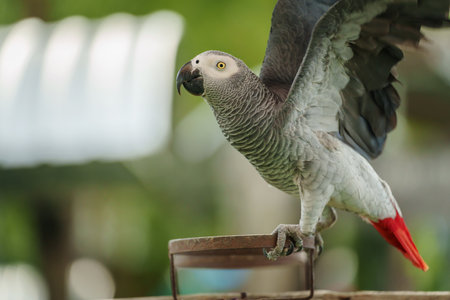 African grey parrot (Psittacus erithacus). bird flaps its wingsの写真素材