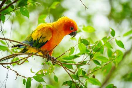 sun conure parrot bird (Aratinga solstitialis) on a wood tree branchの写真素材