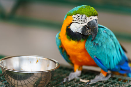 blue-and-yellow macaw (Ara ararauna), also known as the blue-and-gold macaw eating foodの写真素材
