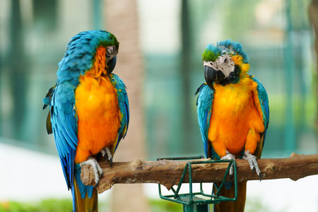 two blue-and-yellow macaw (Ara ararauna), also known as the blue-and-gold macaw on a wood tree branchの写真素材