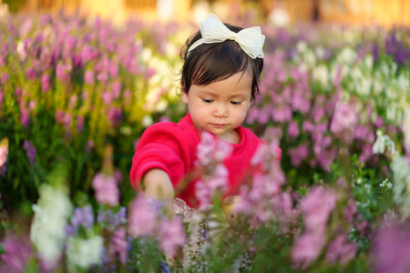 toddler girl enjoying Angelonia flower blooming in fieldの写真素材