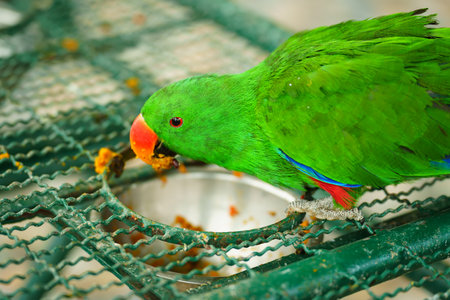 green eclectus parrot eating a foodの写真素材