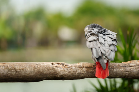 African grey parrot (Psittacus erithacus) on a wood tree branchの写真素材