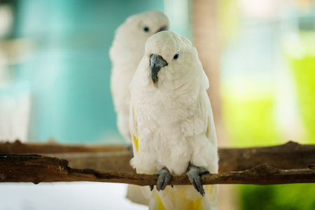 pair of Tanimbar Corella (Cacatua goffiniana) also known as the Goffin's cockatoo on a wood tree branchの写真素材