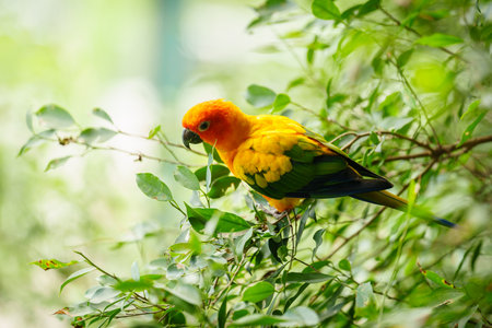 sun conure parrot bird (Aratinga solstitialis) on a wood tree branchの写真素材