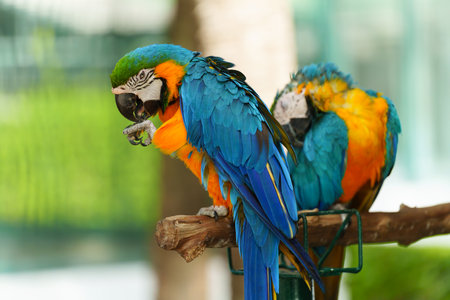 two blue-and-yellow macaw (Ara ararauna), also known as the blue-and-gold macaw on a wood tree branchの写真素材