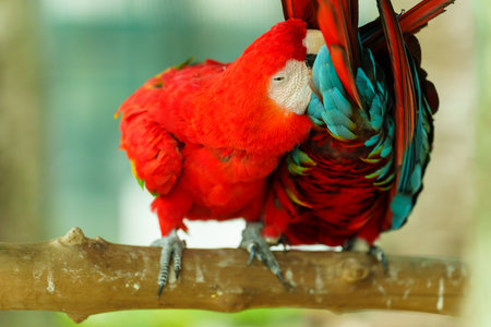 pair of romantic scarlet macaw (Ara macao), red parrot on a wood branch treeの写真素材