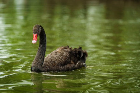 black swan swimming in a pondの写真素材