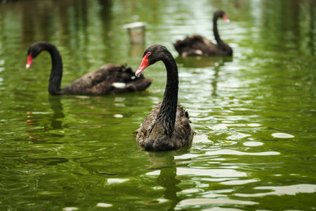 black swan swimming in a pondの写真素材