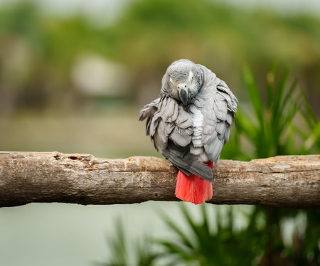 African grey parrot (Psittacus erithacus) on a wood tree branchの写真素材