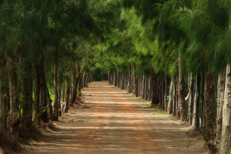 gravel path between pine trees, pathwayの写真素材