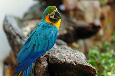 blue-and-yellow macaw (Ara ararauna), also known as the blue-and-gold macaw on a wood tree branchの写真素材