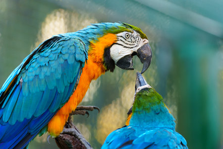 two blue-and-yellow macaw (Ara ararauna), also known as the blue-and-gold macaw kissingの写真素材