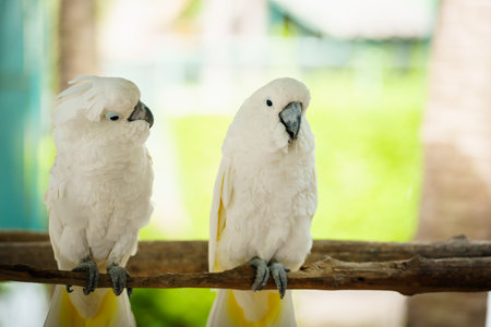 pair of Tanimbar Corella (Cacatua goffiniana) also known as the Goffin's cockatoo on a wood tree branchの写真素材
