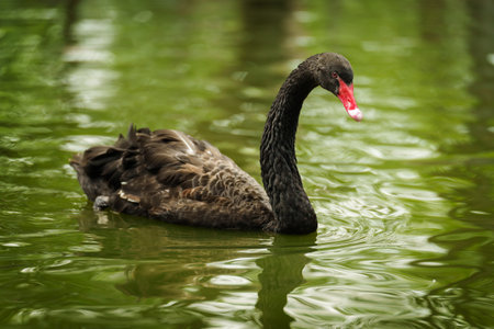 black swan swimming in a pondの写真素材
