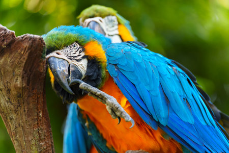 blue-and-yellow macaw (Ara ararauna), also known as the blue-and-gold macaw on a wood tree branchの写真素材