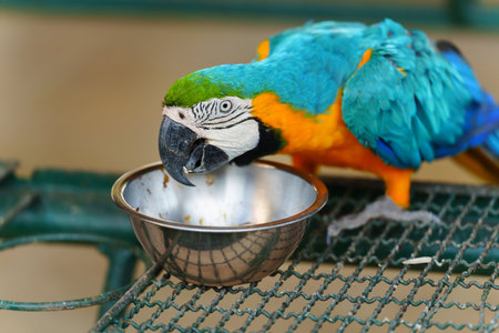 blue-and-yellow macaw (Ara ararauna), also known as the blue-and-gold macaw eating foodの写真素材
