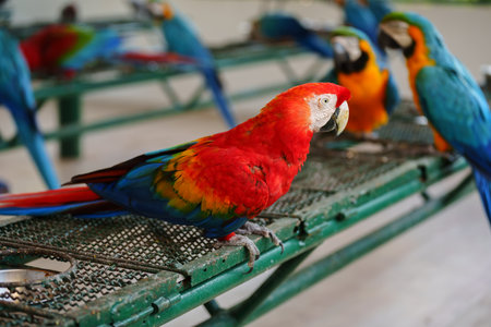 portrait of scarlet macaw (Ara macao), red parrotの写真素材