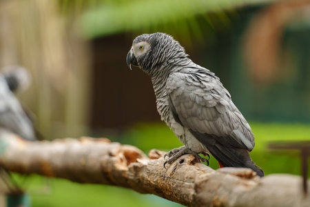 African grey parrot (Psittacus erithacus) on a wood tree branchの写真素材