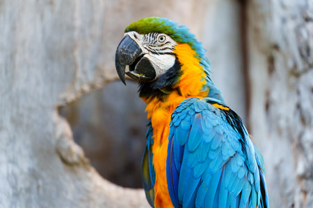 blue-and-yellow macaw (Ara ararauna), also known as the blue-and-gold macawの写真素材