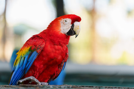portrait of scarlet macaw (Ara macao), red parrotの写真素材